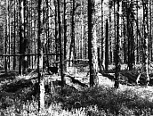 Братская могила советских воинов (1939-1940 гг.) железнодорожная станция Колласйоки, 250 м на юг, в 60 м от р.Колласйоки, левый берег