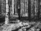 Братская могила советских воинов (1939-1940 гг.) п.Лоймола, дорога Лоймола- Колатсельга,16,5км, 13 км на северо-восток, 2 км от оз.Матвейнлампи