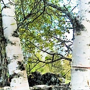 Birch-trees of the Finnish Farnstead