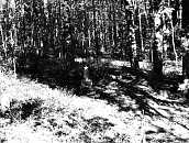 Братские могилы советских воинов, шоссе Суоярви-Лоймола, 28,2 км, 800 м на юг