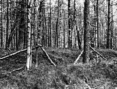 Братская могила советских воинов  1939-1940 гг. железнодорожная станция Колласйоки, 300 м на юг, 12 км от р.Колласйоки, правый берег
