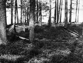 Братская могила красноармейцев, погибших зимой 1921-1922 гг., мыс между оз.Мергубское и оз.Пизма, п.Тикша