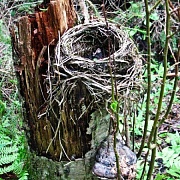 Birds Habitats along the Nature Trail